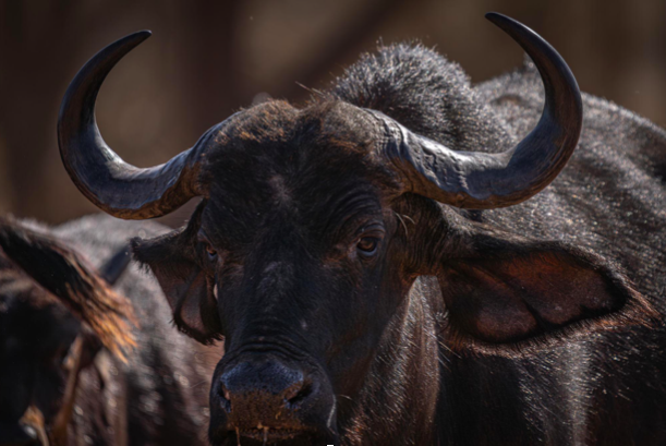 How Much Does an Africa Hunting Safari Cost? A Realistic Look
